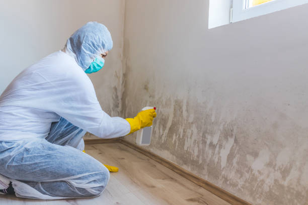 Licensed Black Mold Removal service in Bellevue, MI - WQB Mold Removal