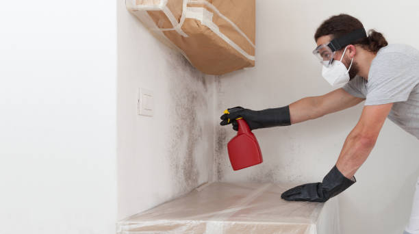 Professional Black Mold Removal technician working in Bellevue, MI