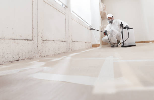 24/7 Emergency Black Mold Removal experts in Bellevue, MI