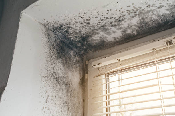 Affordable Black Mold Removal solutions in Bellevue, MI