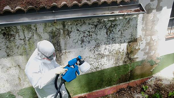 Top rated local Black Mold Removal specialists in Bellevue, MI